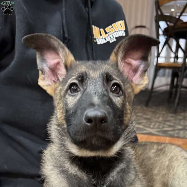 Leia, German Shepherd Puppy